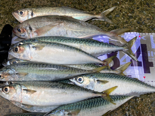 アジの釣果