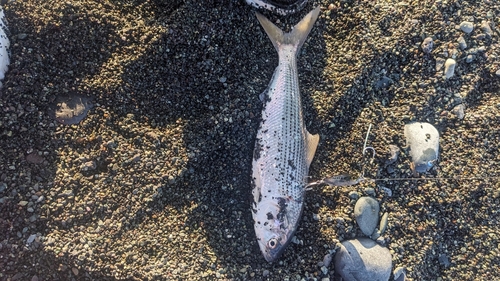 コノシロの釣果