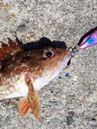 カサゴの釣果