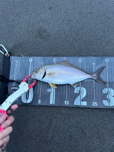 ショゴの釣果