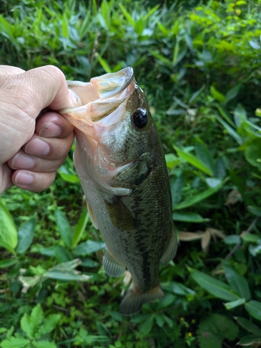 ブラックバスの釣果