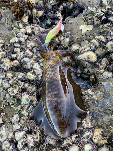 アオリイカの釣果