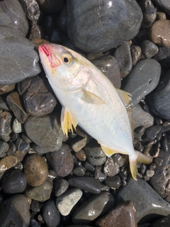 ショゴの釣果