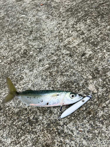 サバの釣果