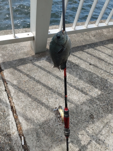 メジナの釣果