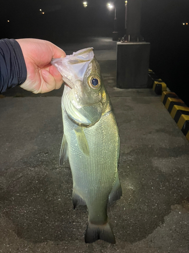 フッコ（ヒラスズキ）の釣果