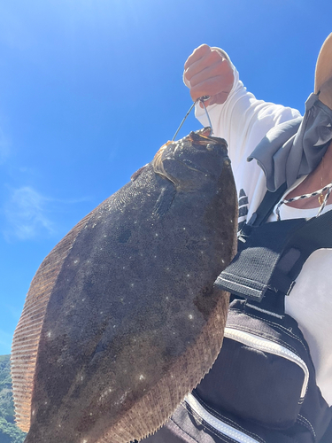 ヒラメの釣果