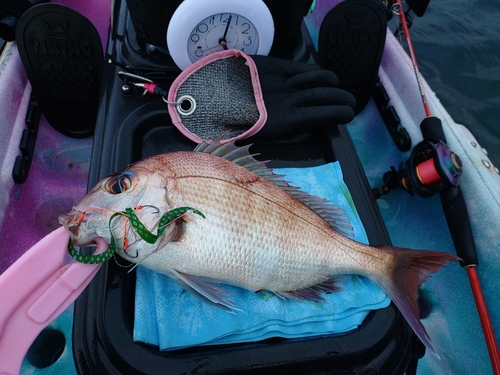 マダイの釣果