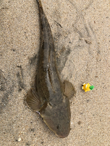 マゴチの釣果