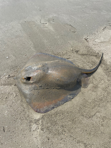 アカエイの釣果