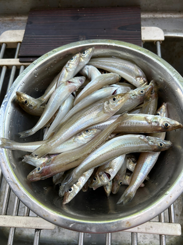 キスの釣果