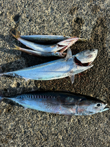 オニカサゴの釣果