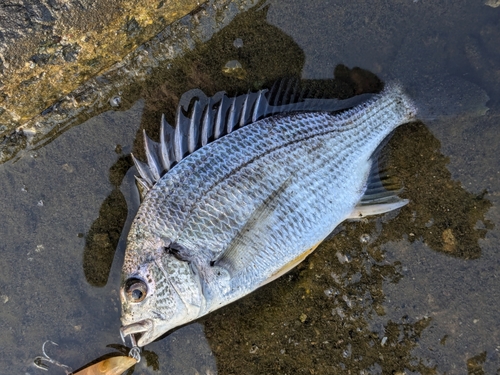 キビレの釣果