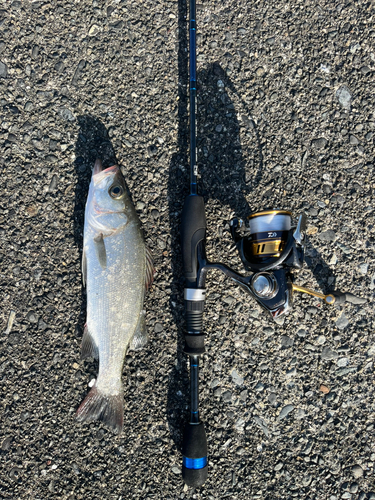 セイゴ（マルスズキ）の釣果