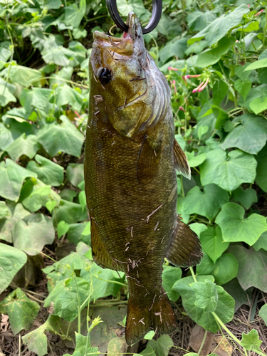 スモールマウスバスの釣果