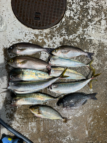 ムロアジの釣果