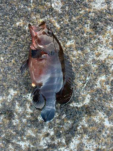 マハタの釣果