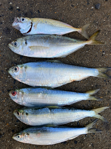 アジの釣果