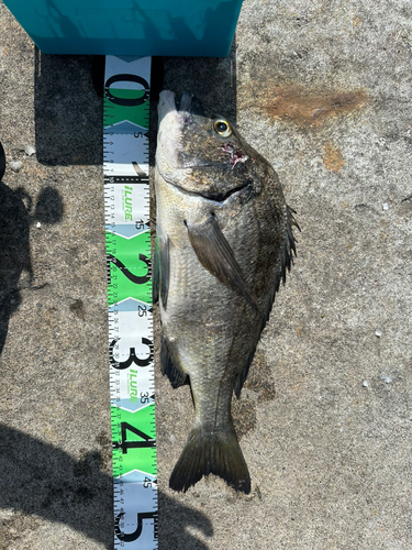 クロダイの釣果