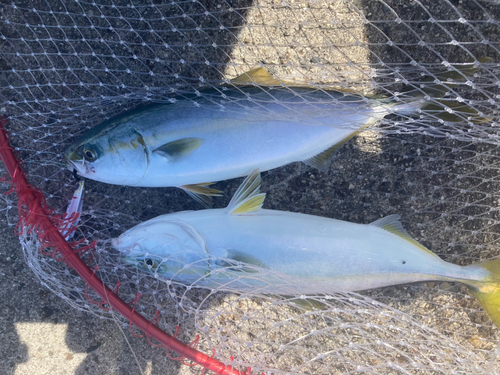 ワカシの釣果