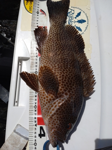 オオモンハタの釣果