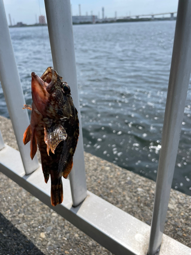 カサゴの釣果