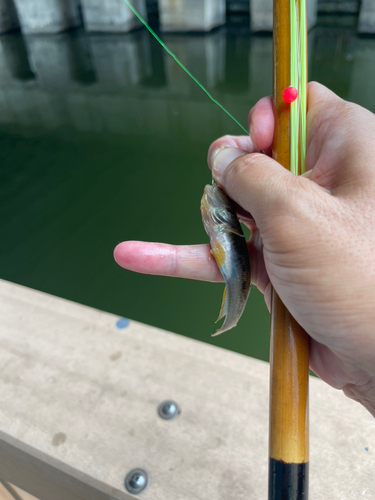 マハゼの釣果