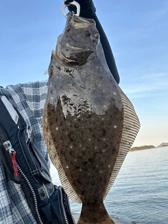 ヒラメの釣果