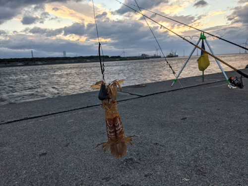 シャコの釣果