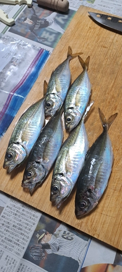 アジの釣果