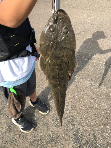 マゴチの釣果