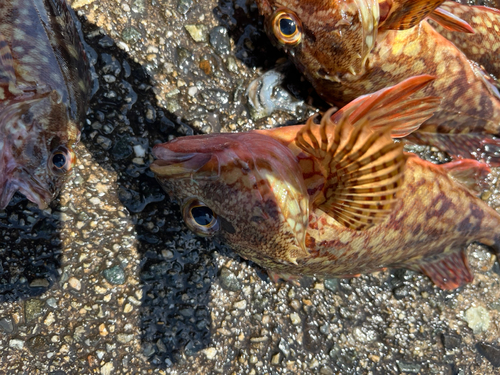 カサゴの釣果