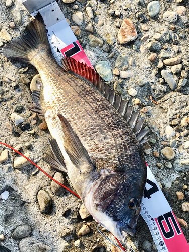 クロダイの釣果