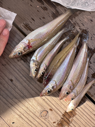 キスの釣果