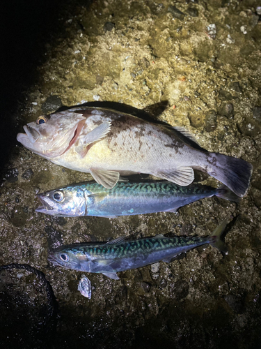 サバの釣果