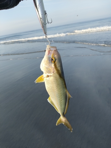 ショゴの釣果