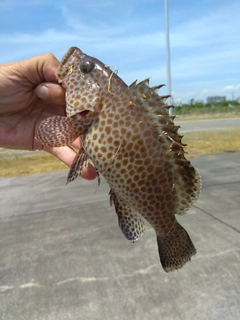 オオモンハタの釣果