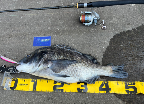 チヌの釣果