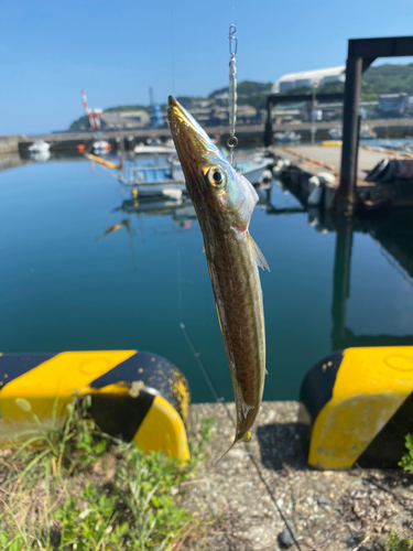 カマスの釣果