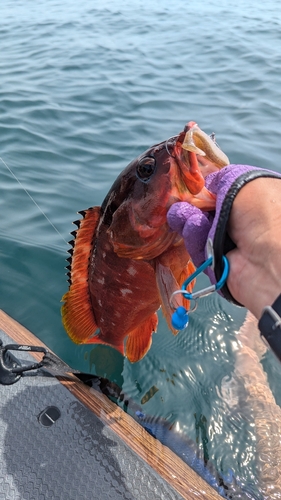 アカハタの釣果