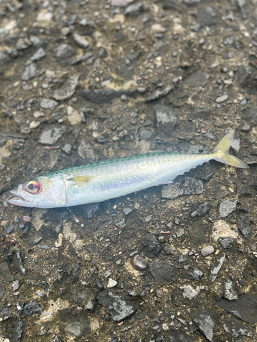 サバの釣果