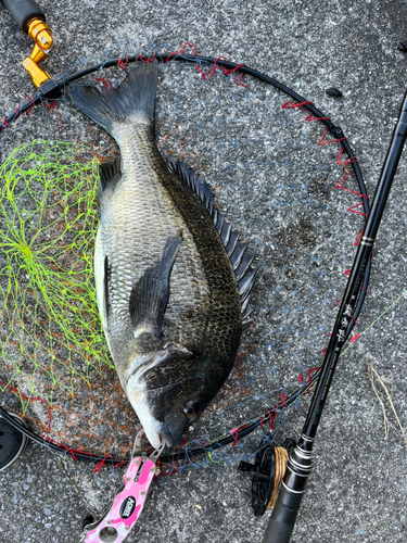 チヌの釣果