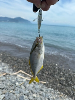 ショゴの釣果