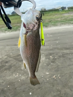 イシモチの釣果