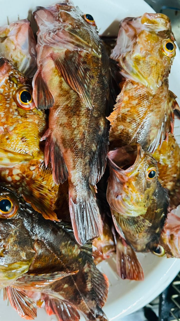 SHO🐟ふとっちょさんの釣果 2枚目の画像