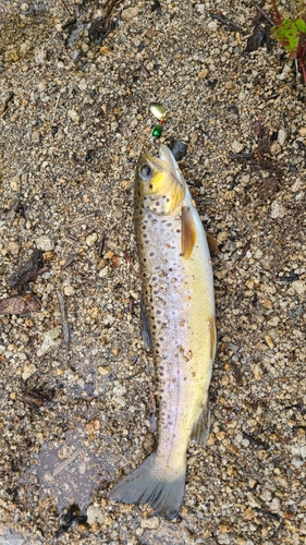 ブラウントラウトの釣果