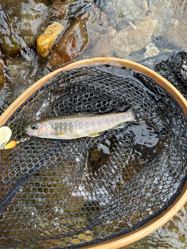 イワナの釣果