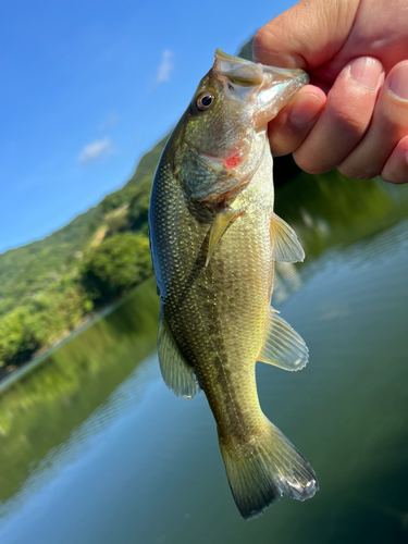 ラージマウスバスの釣果