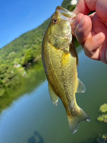 ラージマウスバスの釣果