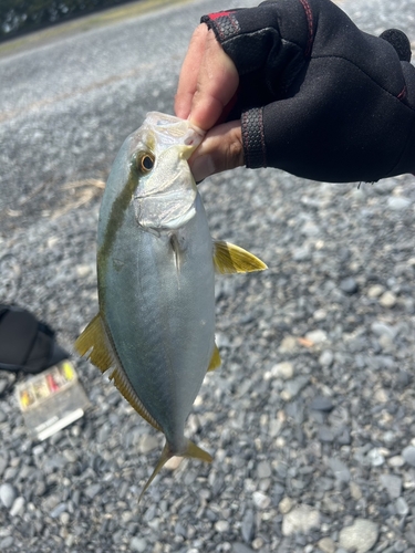 ワカシの釣果